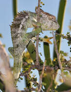 Image of Warty Chameleon