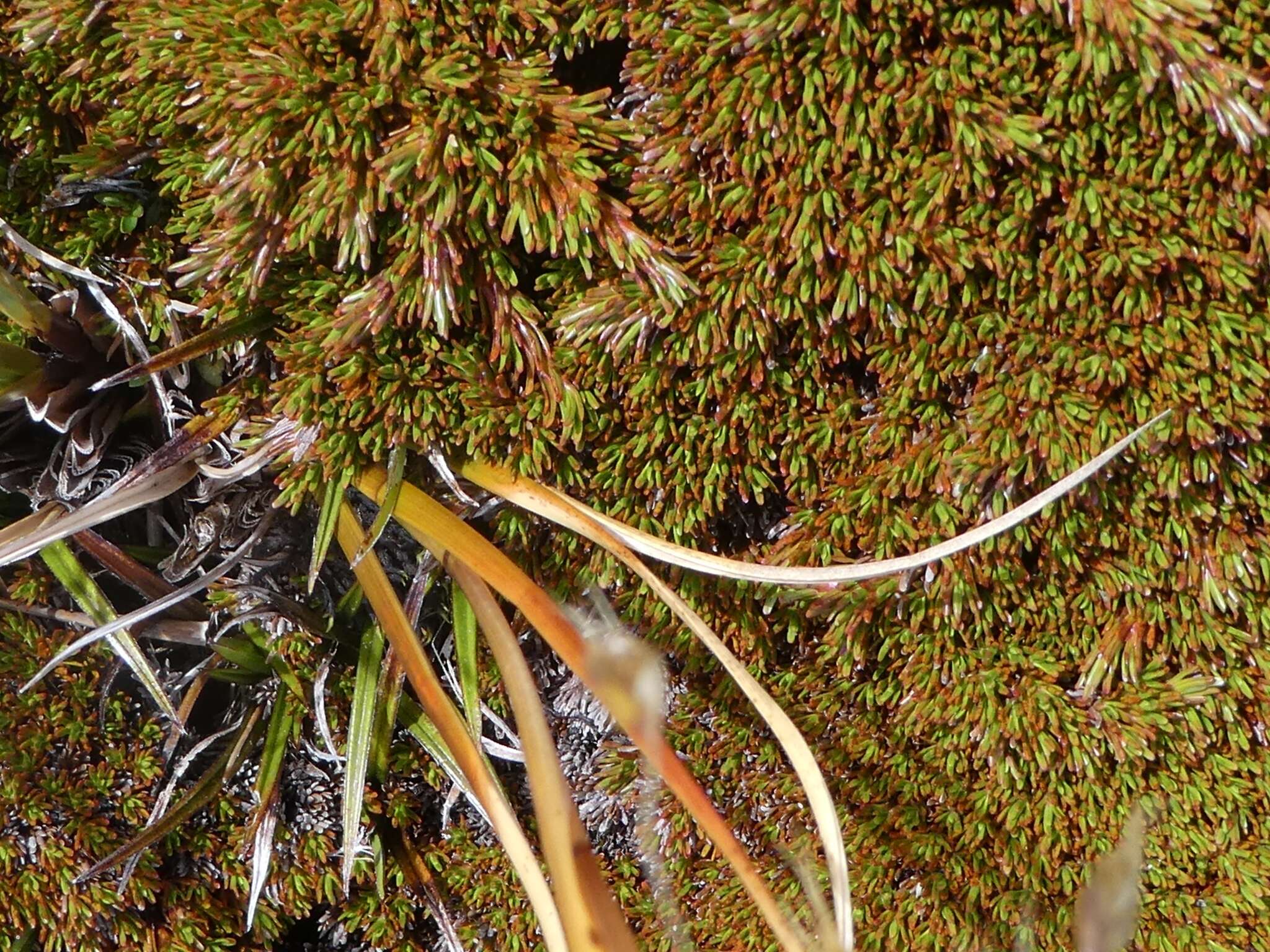 Image de Dracophyllum politum (Cheesem.) Cockayne