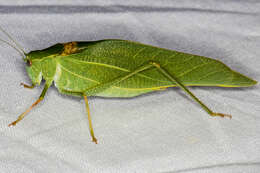 Image of California Angle-wing Katydid