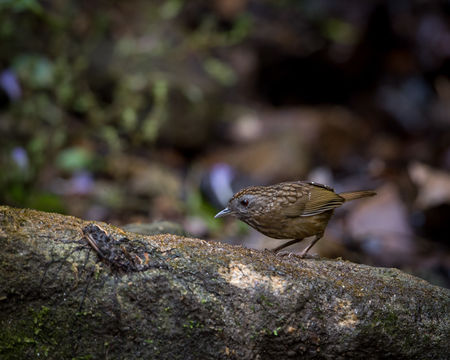 Image of Streaked Wren-Babbler