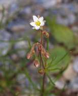 Image of corn spurrey