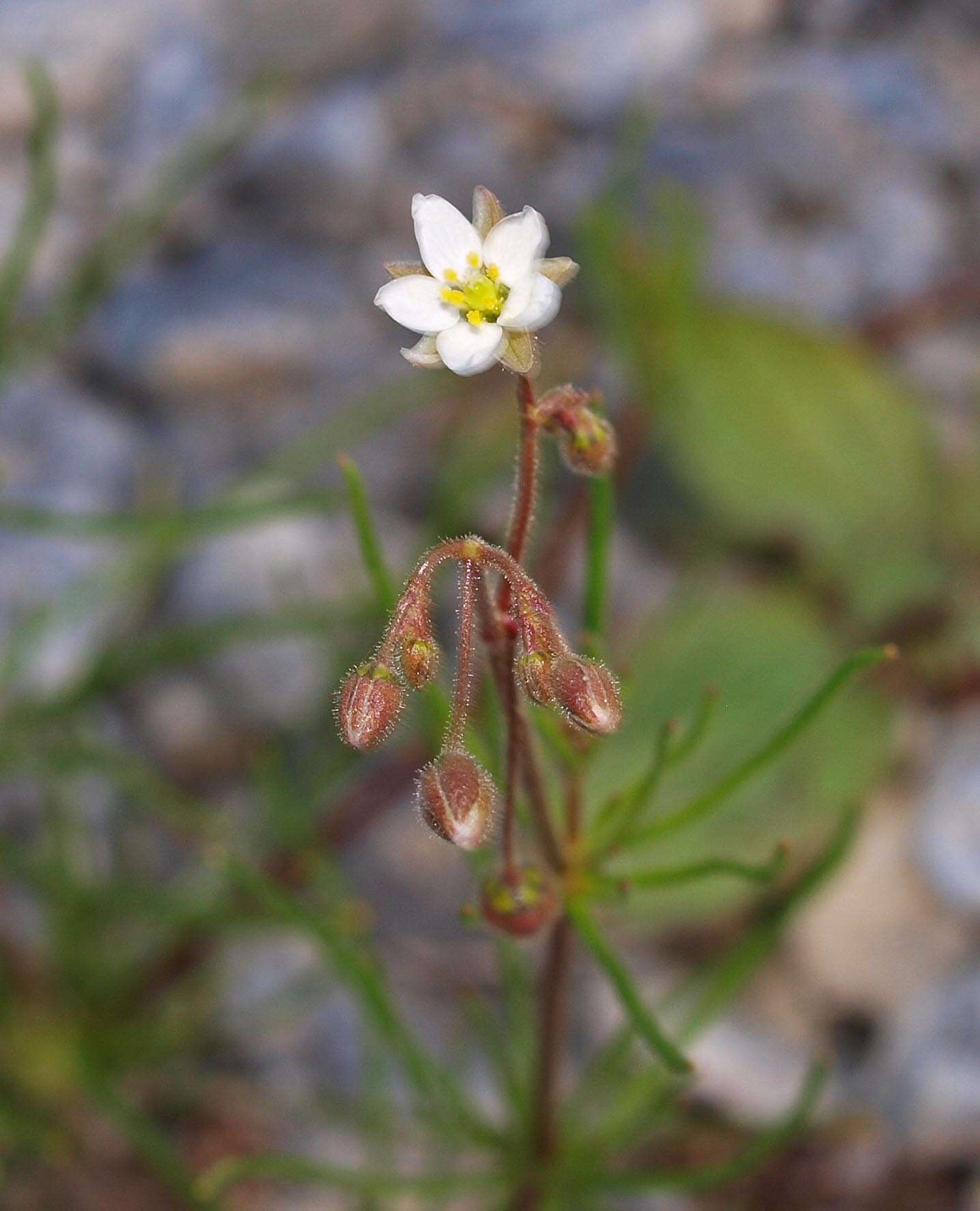 Spergula arvensis L. resmi