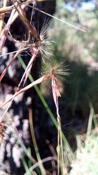 Image of Hyparrhenia newtonii (Hack.) Stapf