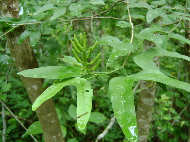 Plancia ëd Bauhinia jucunda Brandegee