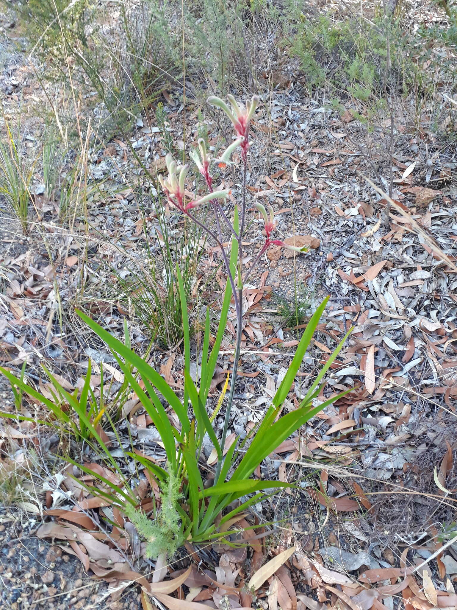 Image of Anigozanthos flavidus Redouté