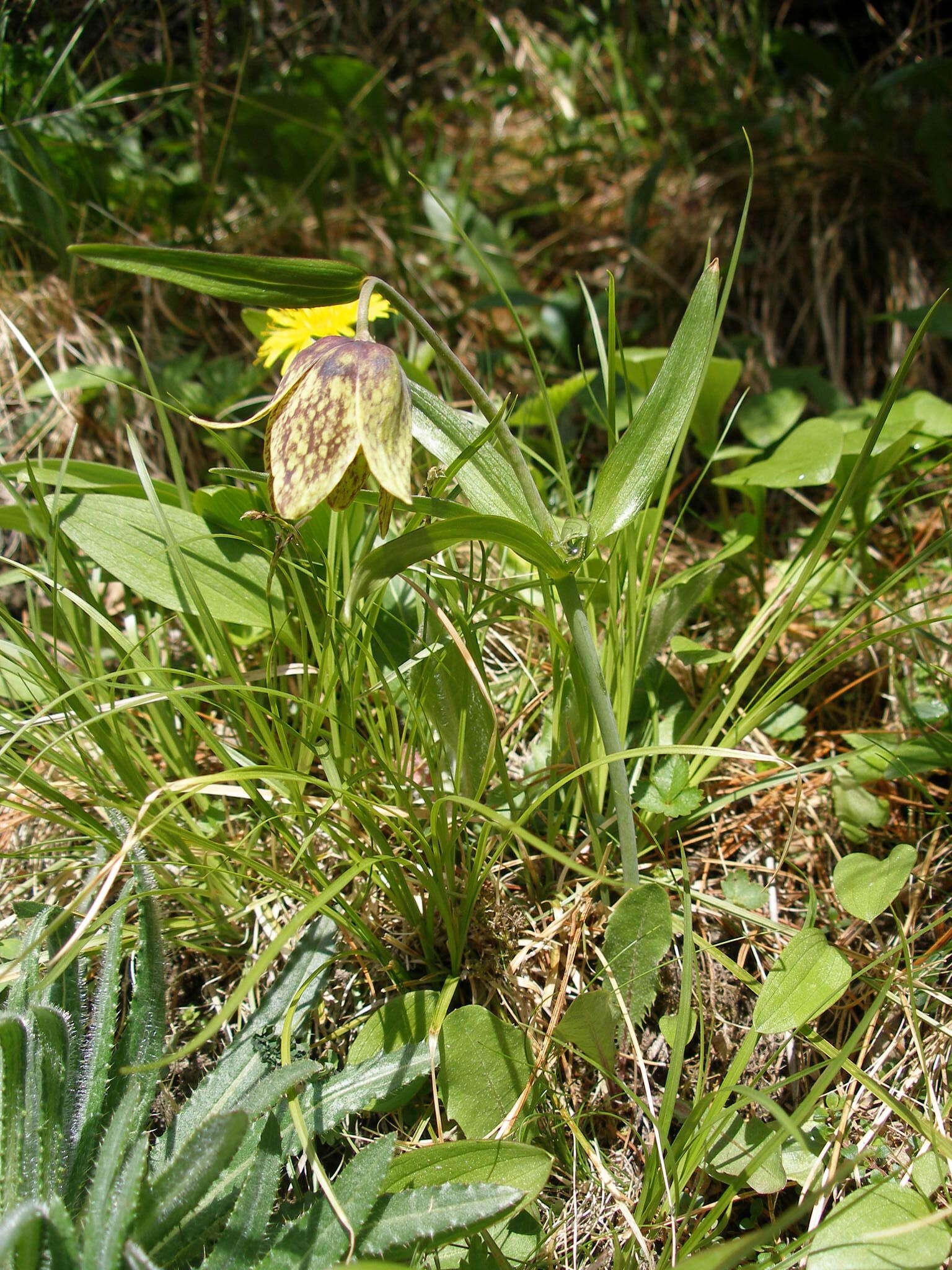 Image of Fritillaria dagana Turcz.