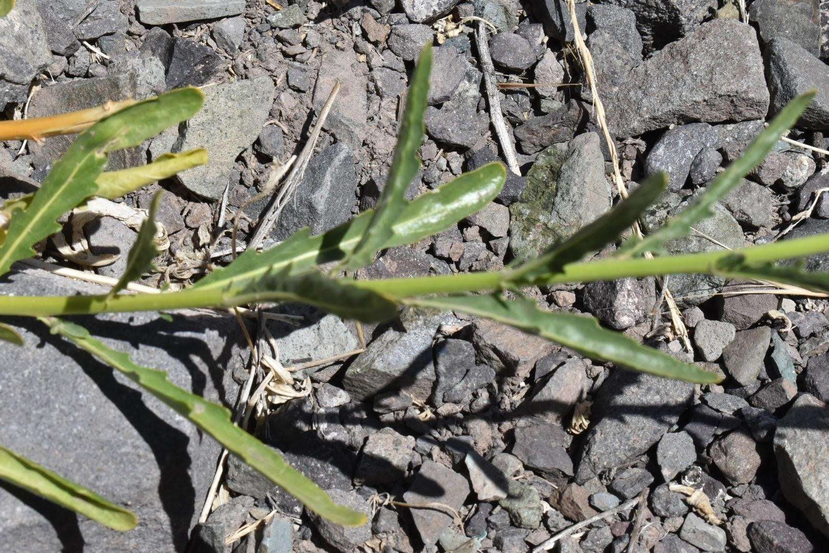 Image of Malesherbia linearifolia (Cav.) Poir.