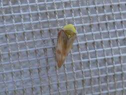 Image of Leafhopper