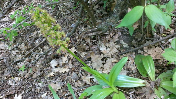 Image of Small-dotted Orchis