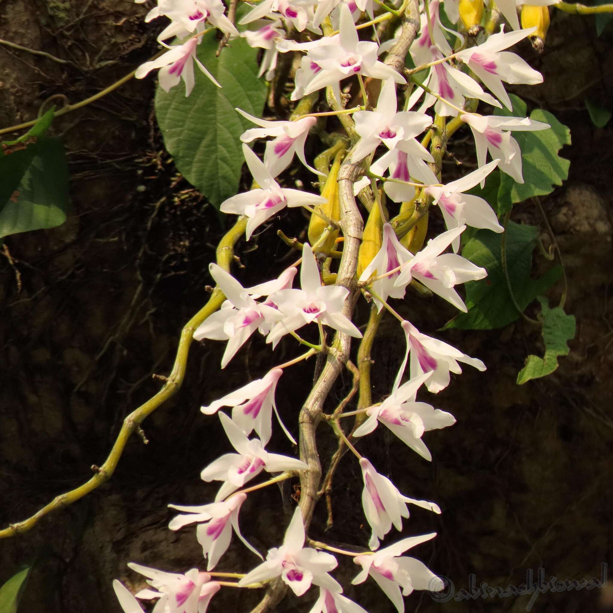 Imagem de Dendrobium transparens Wall. ex Lindl.