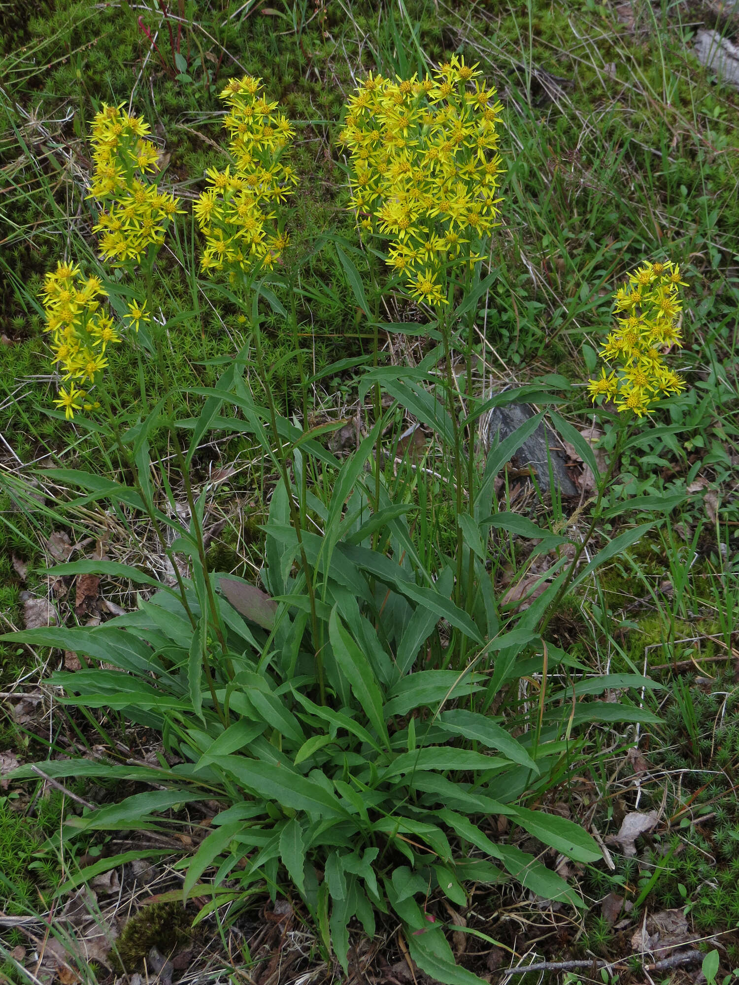 Plancia ëd Solidago virgaurea L.