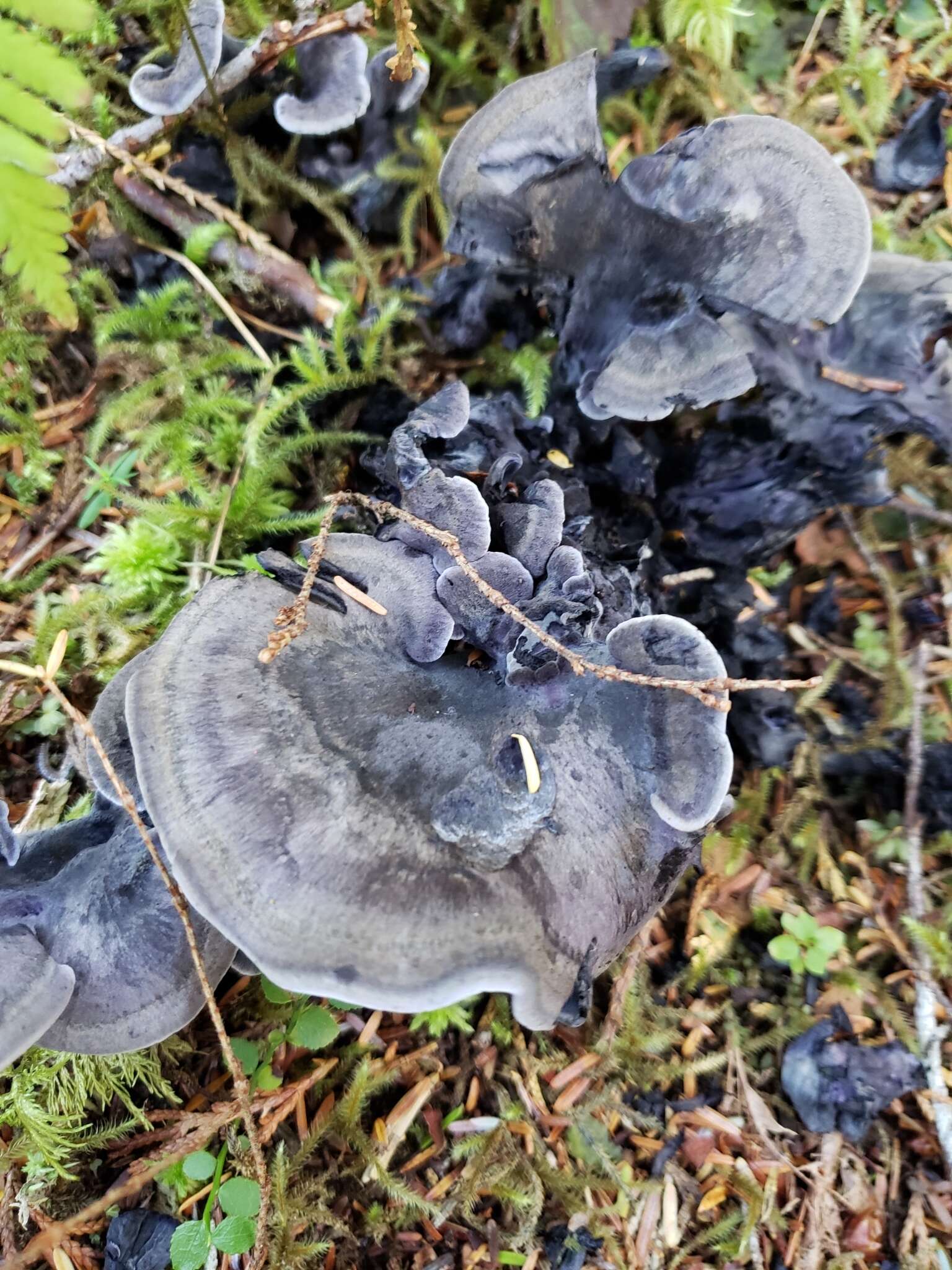 Sivun Polyozellus atrolazulinus Trudell & Kõljalg kuva