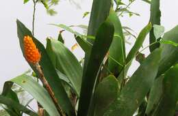 Image of Aechmea comata (Gaudich.) Baker