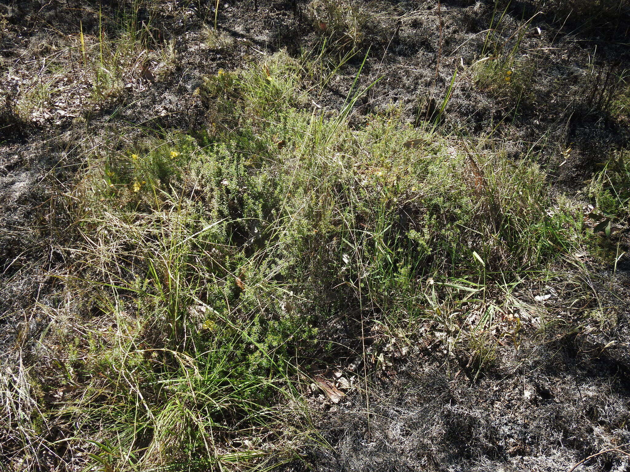 Image of Hibbertia vestita A. Cunn. ex Benth.