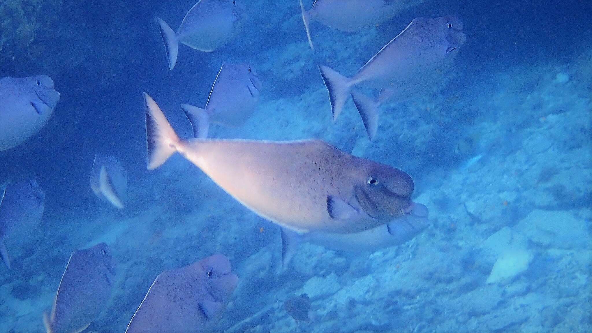 Image of Bulbnose Unicornfish