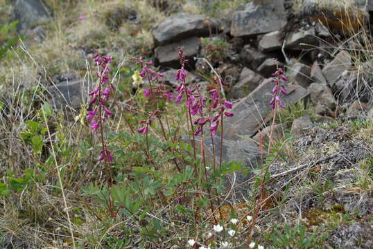 Image of Hedysarum hedysaroides subsp. arcticum (B. Fedtsch.) P. W. Ball