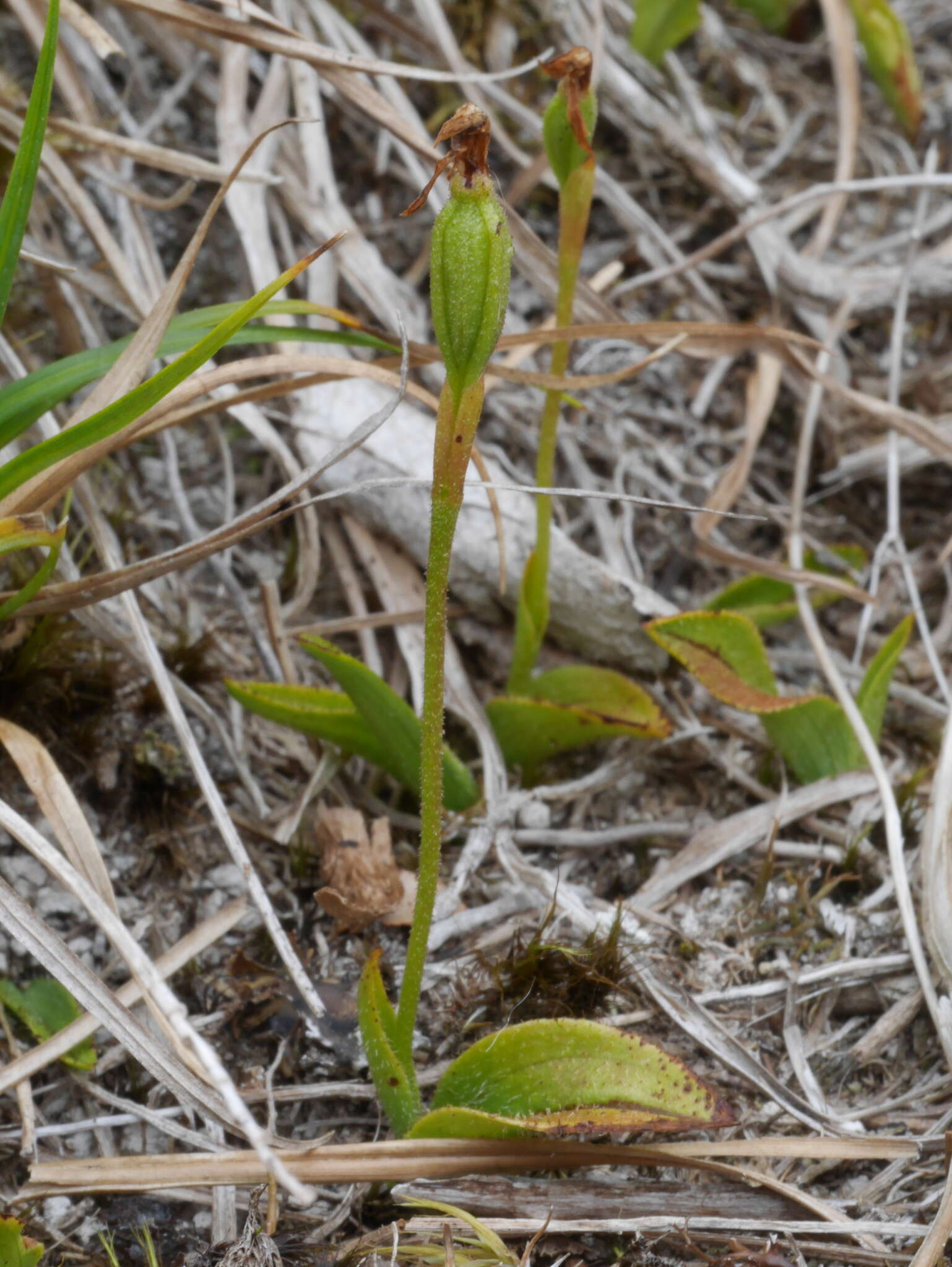 Aporostylis bifolia (Hook. fil.) Rupp & Hatch resmi