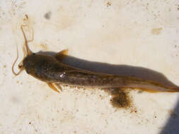 Image of African Catfish