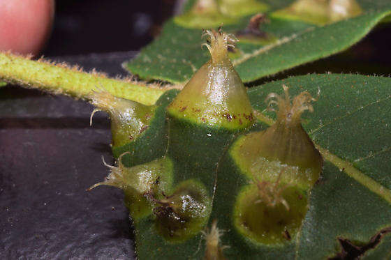 Image de Phylloxera caryaefoliae Fitch 1856