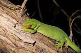 Image of Nelson green gecko