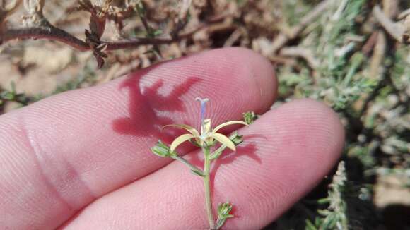 صورة Wahlenbergia albens (Spreng. ex A. DC.) Lammers