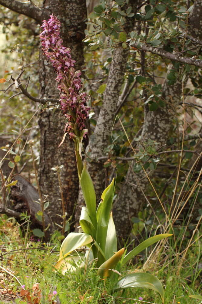 Image of Giant Orchid