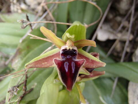 Image of Ophrys mammosa subsp. mouterdeana B. Baumann & H. Baumann