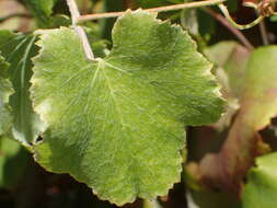 Image of California wild grape