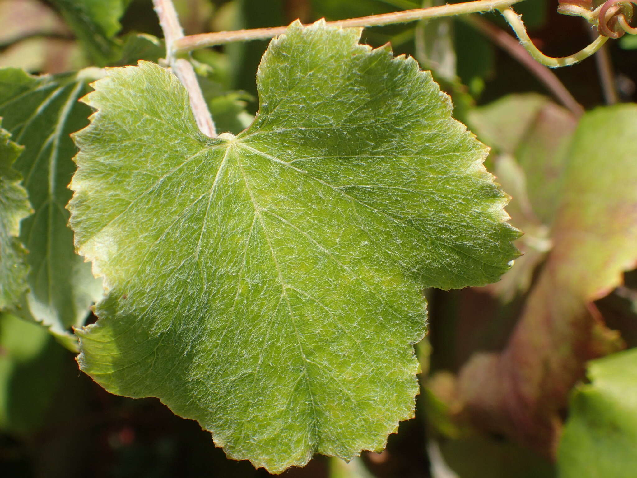 Image of California wild grape