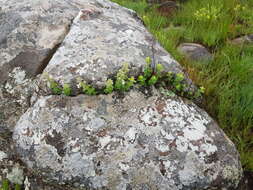 Imagem de Stachys natalensis Hochst.