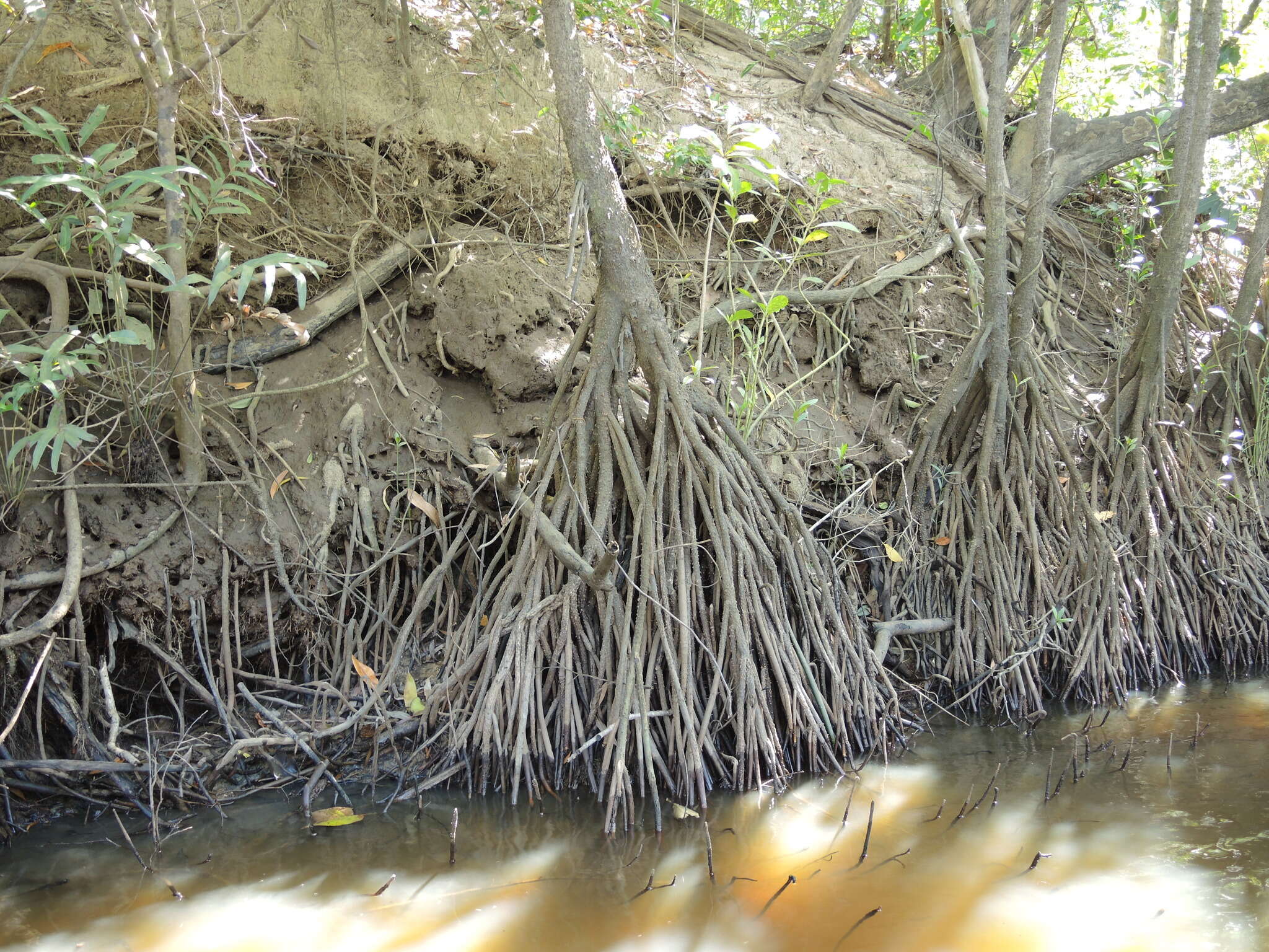 Image of Oriental mangrove