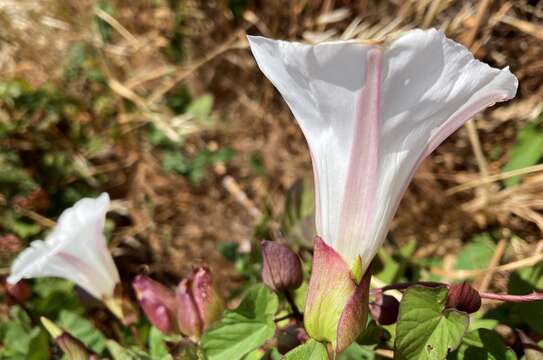 Image of Calystegia lucana (Ten.) G. Don fil.