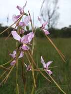 Image of Purple donkey orchid