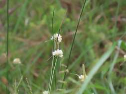 Image of Cyperus niveus Retz.