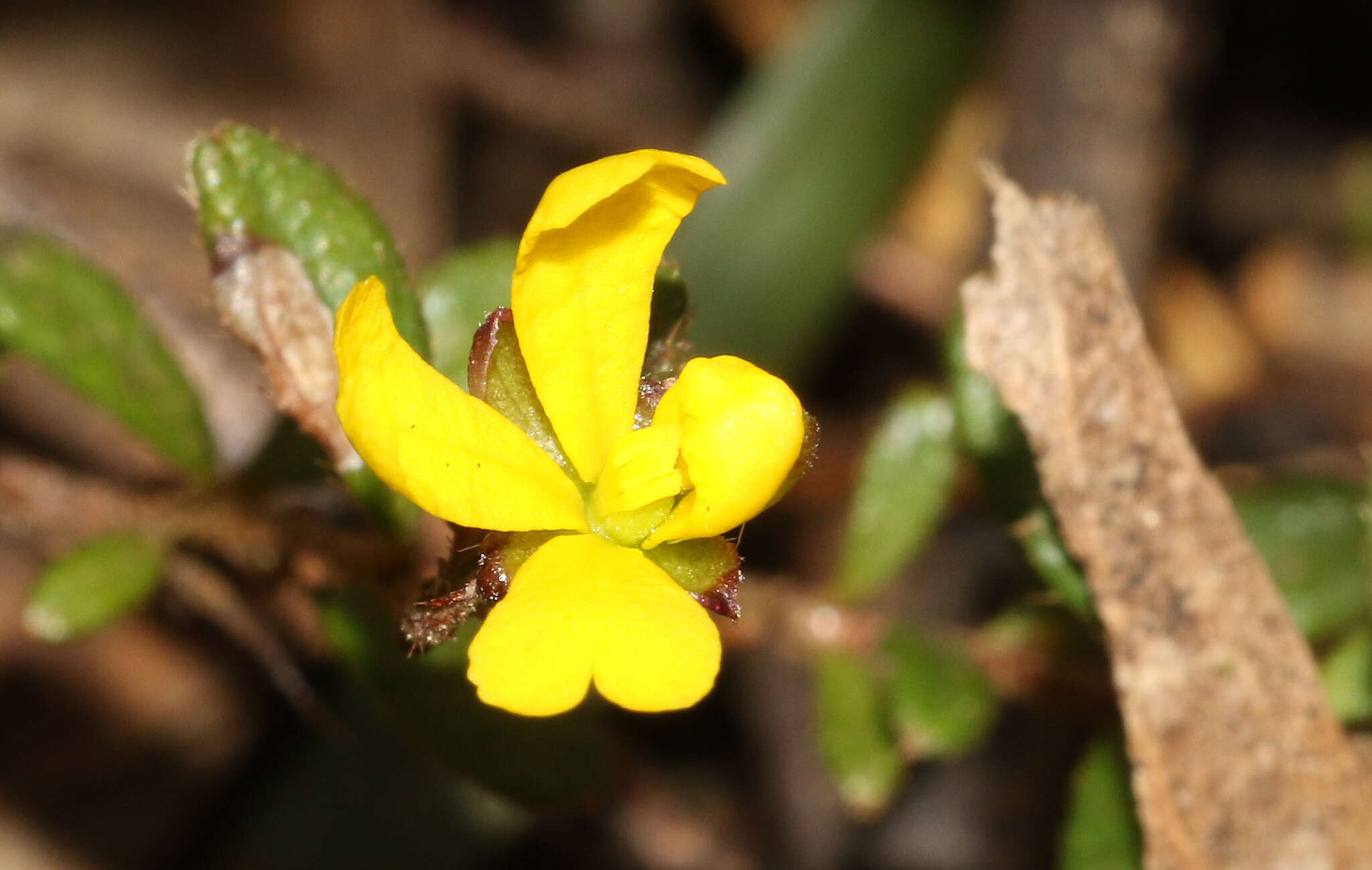 Sivun Hibbertia empetrifolia (DC.) Hoogland kuva