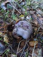 Image of Cortinarius cylindripes Kauffman 1905