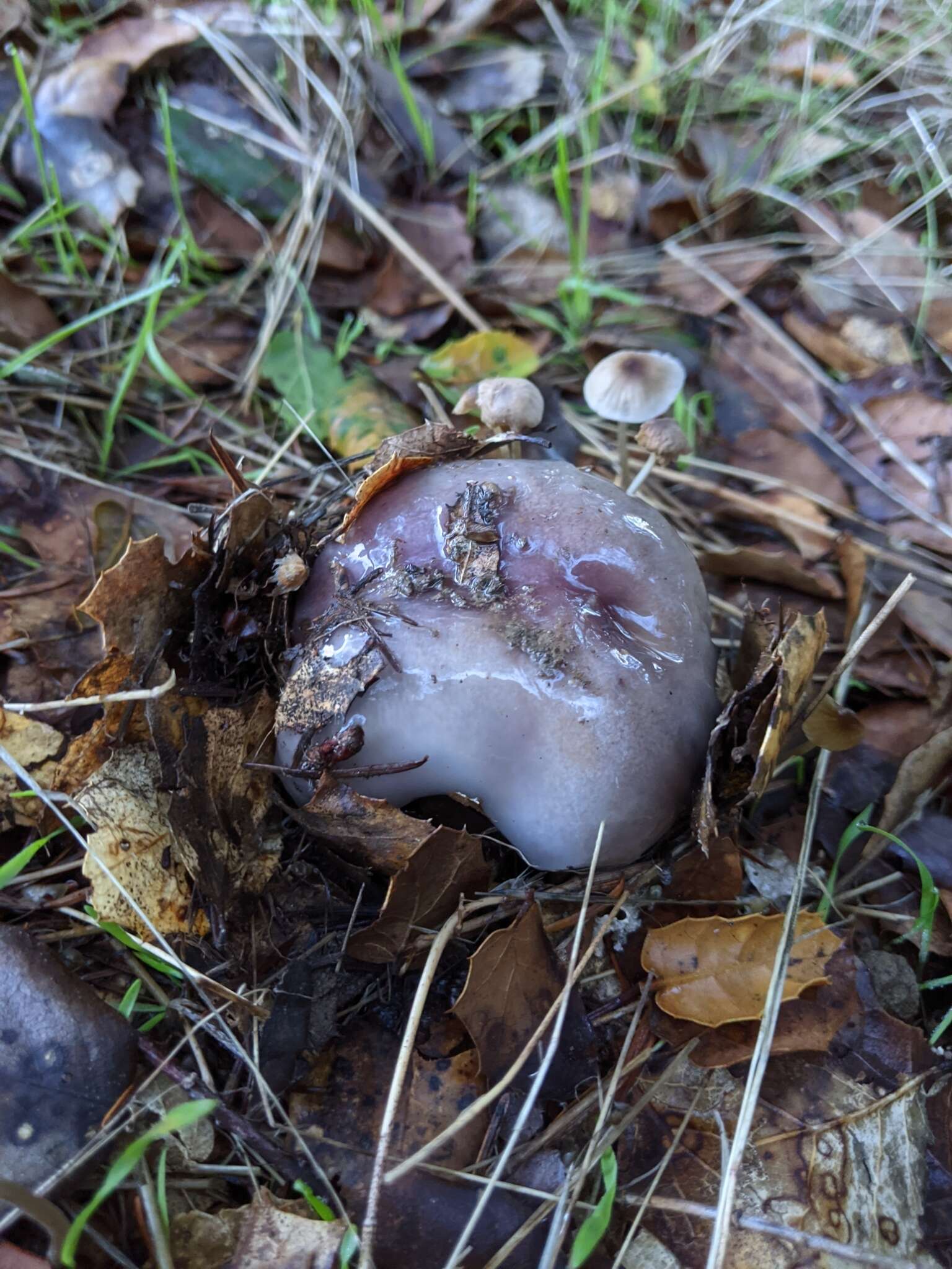 Image of Cortinarius cylindripes Kauffman 1905