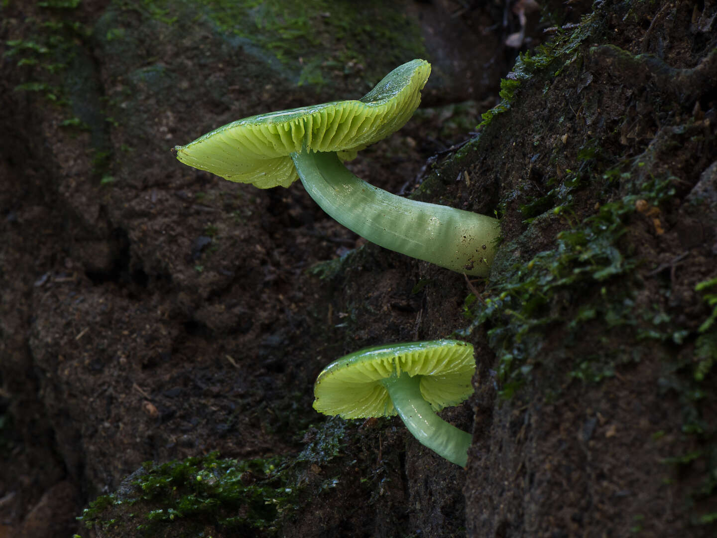 Image of Humidicutis luteovirens (E. Horak) E. Horak 1990