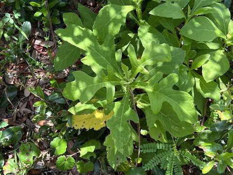 Image of white crownbeard