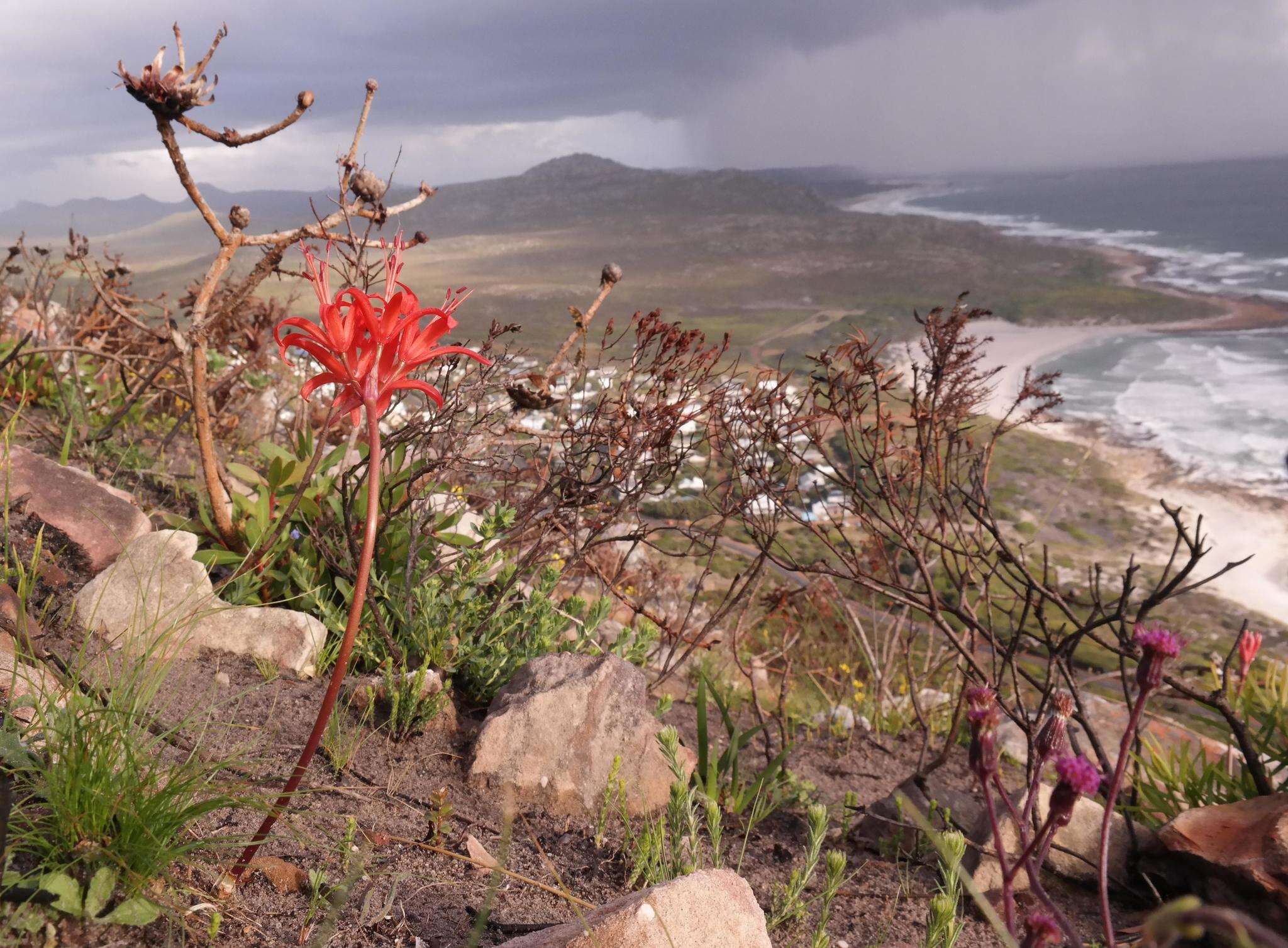 Image of Nerine sarniensis (L.) Herb.