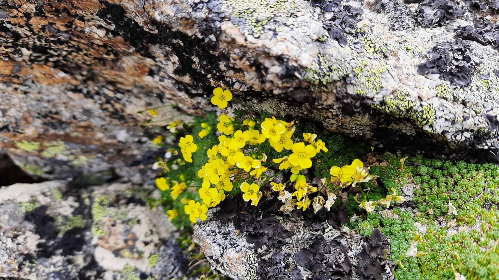 Image of Draba rigida Willd.