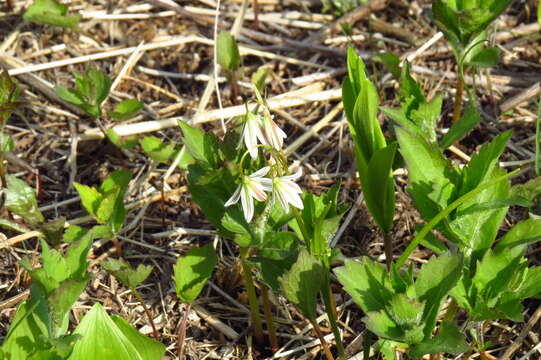 Image of Gagea triflora (Ledeb.) Schult. & Schult. fil.