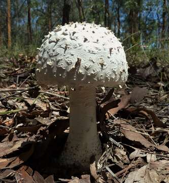 Image of Amanita pyramidifera D. A. Reid 1978