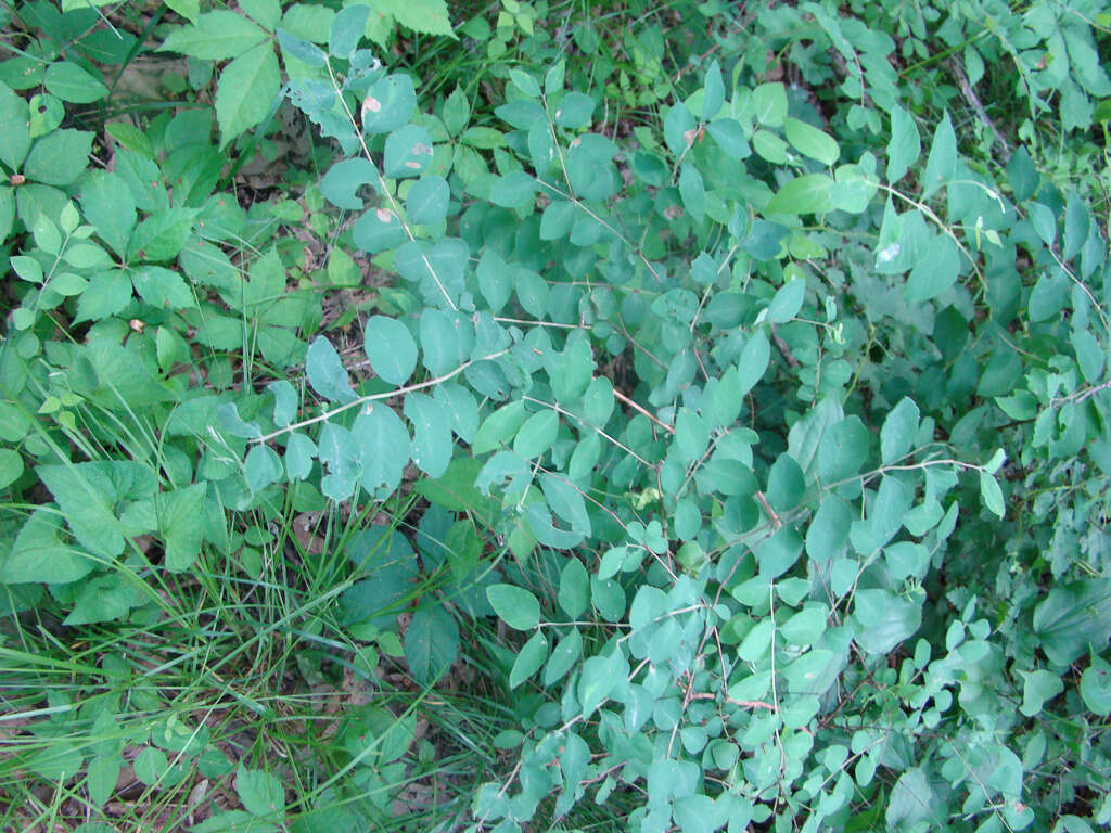 Sivun Symphoricarpos orbiculatus Moench kuva