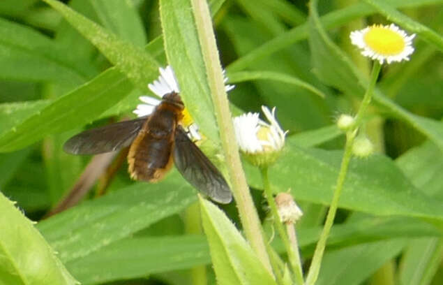 Image of Poecilanthrax tegminipennis (Say 1824)