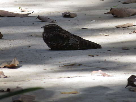 Image of Blackish Nightjar