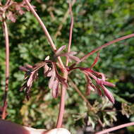 Image of Trachymene incisa Rudge