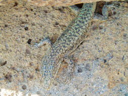 Image of Anatolian Lizard