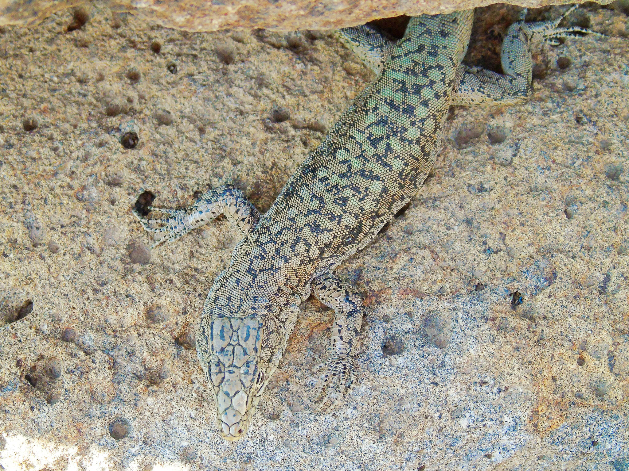 Image of Anatolian Lizard