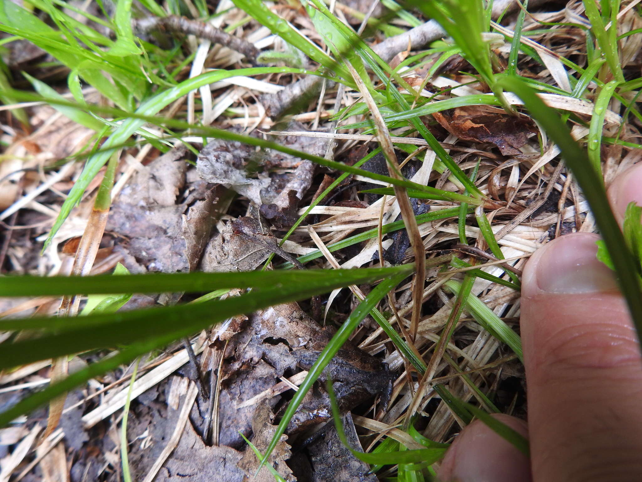 Image of low northern sedge